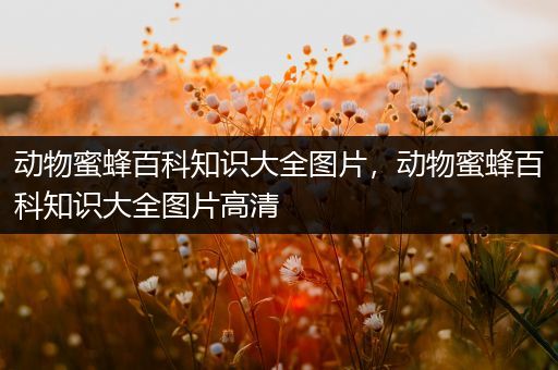 动物蜜蜂百科知识大全图片，动物蜜蜂百科知识大全图片高清
