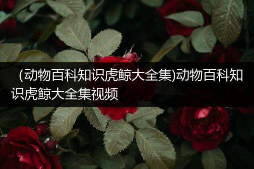（动物百科知识虎鲸大全集)动物百科知识虎鲸大全集视频