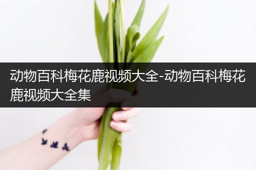 动物百科梅花鹿视频大全-动物百科梅花鹿视频大全集