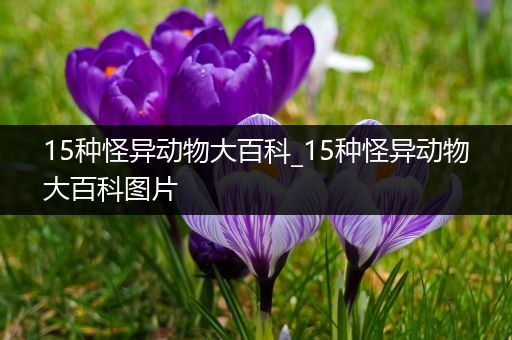 15种怪异动物大百科_15种怪异动物大百科图片