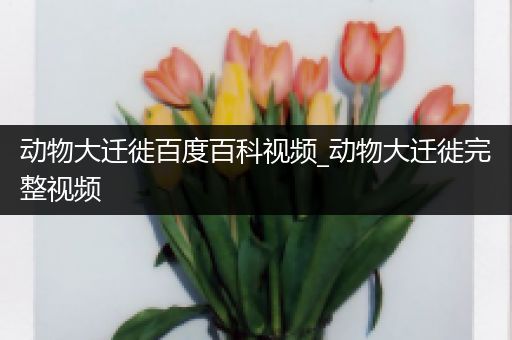 动物大迁徙百度百科视频_动物大迁徙完整视频