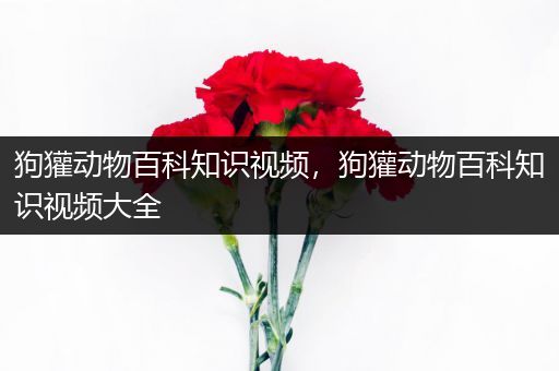 狗獾动物百科知识视频，狗獾动物百科知识视频大全