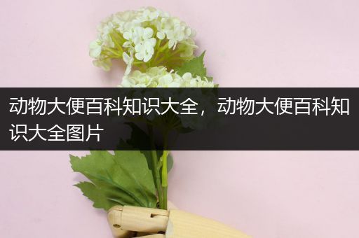 动物大便百科知识大全，动物大便百科知识大全图片