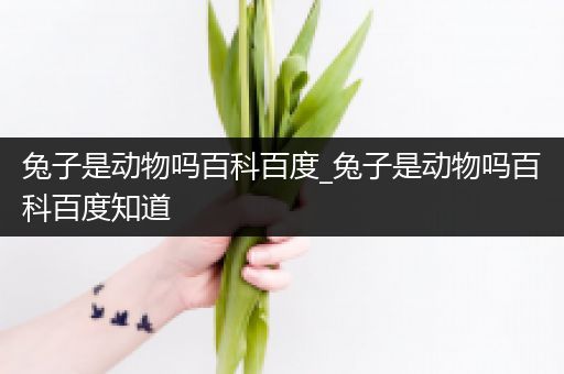 兔子是动物吗百科百度_兔子是动物吗百科百度知道