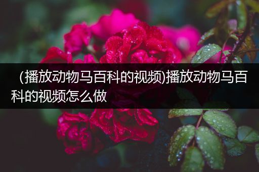 （播放动物马百科的视频)播放动物马百科的视频怎么做