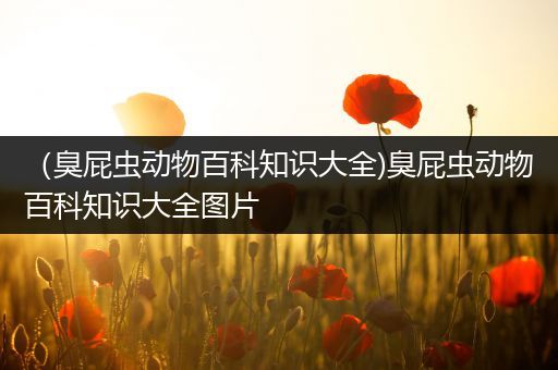 （臭屁虫动物百科知识大全)臭屁虫动物百科知识大全图片