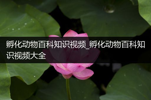 孵化动物百科知识视频_孵化动物百科知识视频大全