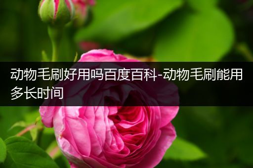 动物毛刷好用吗百度百科-动物毛刷能用多长时间