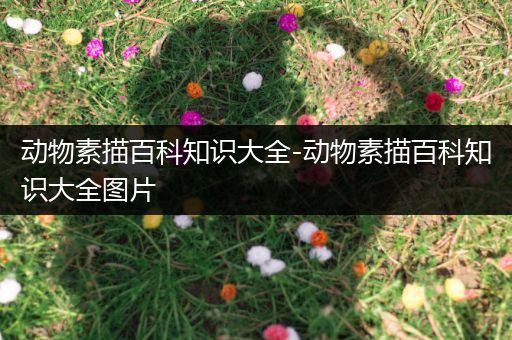 动物素描百科知识大全-动物素描百科知识大全图片