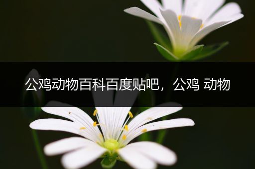 公鸡动物百科百度贴吧，公鸡 动物