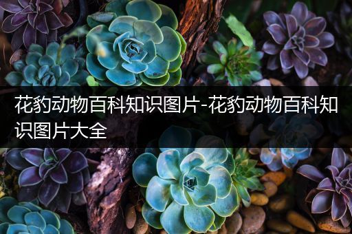 花豹动物百科知识图片-花豹动物百科知识图片大全