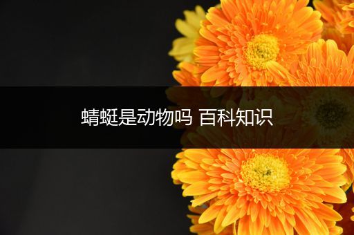 蜻蜓是动物吗 百科知识