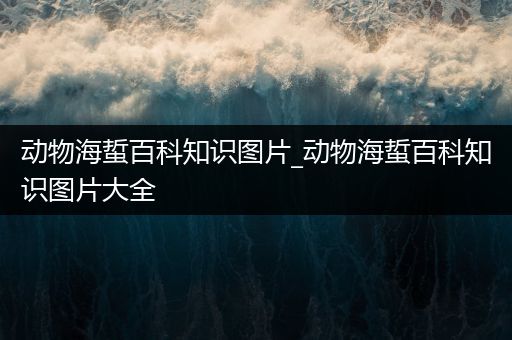 动物海蜇百科知识图片_动物海蜇百科知识图片大全