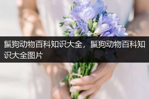 鬣狗动物百科知识大全，鬣狗动物百科知识大全图片