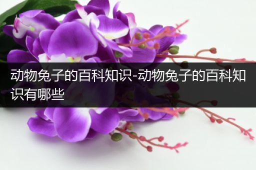 动物兔子的百科知识-动物兔子的百科知识有哪些