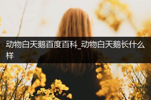 动物白天鹅百度百科_动物白天鹅长什么样