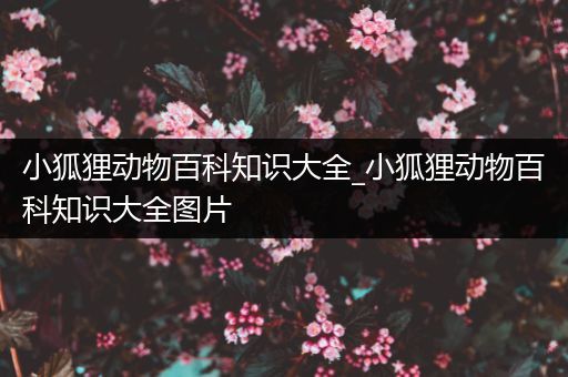 小狐狸动物百科知识大全_小狐狸动物百科知识大全图片