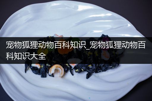 宠物狐狸动物百科知识_宠物狐狸动物百科知识大全