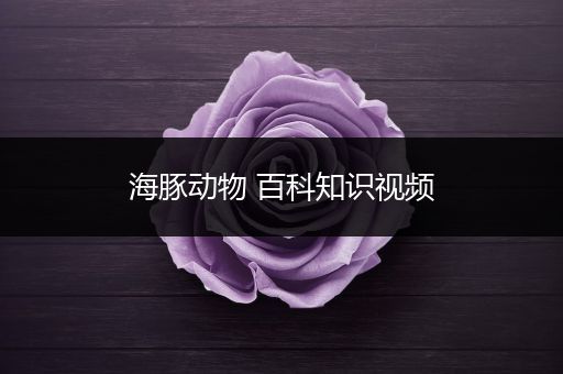 海豚动物 百科知识视频