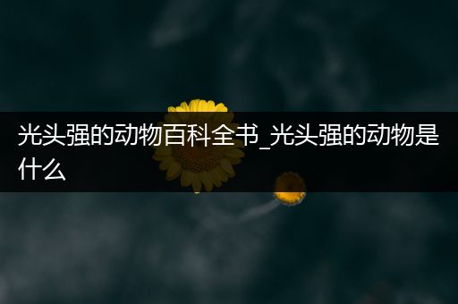 光头强的动物百科全书_光头强的动物是什么