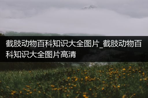 截肢动物百科知识大全图片_截肢动物百科知识大全图片高清