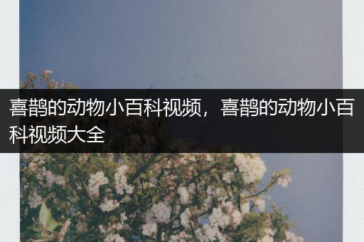 喜鹊的动物小百科视频，喜鹊的动物小百科视频大全