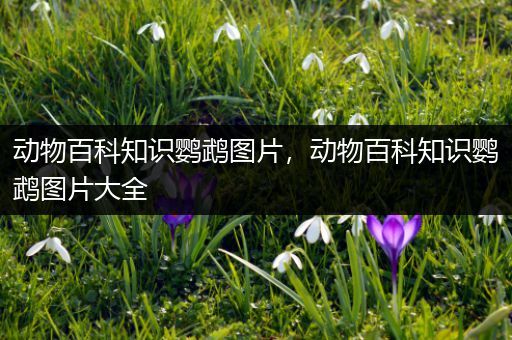 动物百科知识鹦鹉图片，动物百科知识鹦鹉图片大全