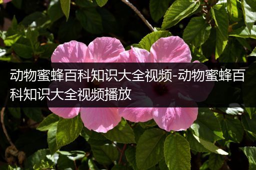 动物蜜蜂百科知识大全视频-动物蜜蜂百科知识大全视频播放