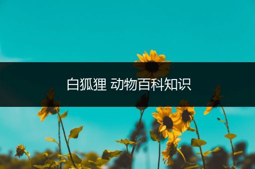 白狐狸 动物百科知识