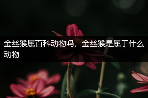 金丝猴属百科动物吗，金丝猴是属于什么动物