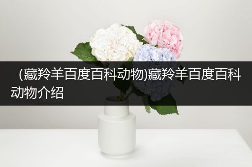（藏羚羊百度百科动物)藏羚羊百度百科动物介绍