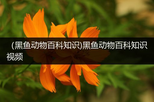 （黑鱼动物百科知识)黑鱼动物百科知识视频