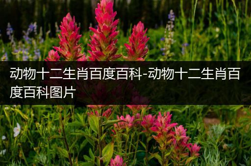 动物十二生肖百度百科-动物十二生肖百度百科图片