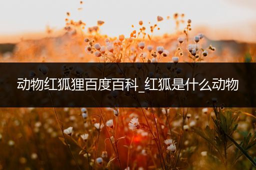 动物红狐狸百度百科_红狐是什么动物