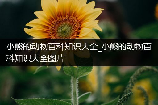 小熊的动物百科知识大全_小熊的动物百科知识大全图片