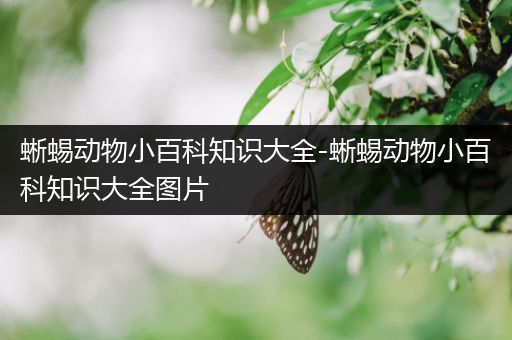 蜥蜴动物小百科知识大全-蜥蜴动物小百科知识大全图片