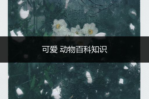 可爱 动物百科知识