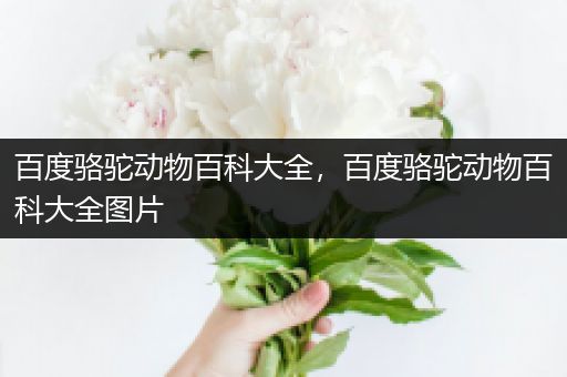 百度骆驼动物百科大全，百度骆驼动物百科大全图片