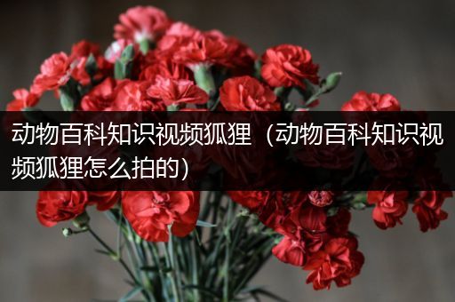 动物百科知识视频狐狸（动物百科知识视频狐狸怎么拍的）