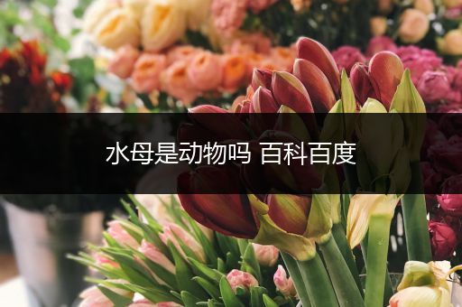 水母是动物吗 百科百度