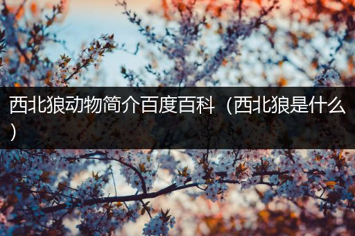西北狼动物简介百度百科（西北狼是什么）