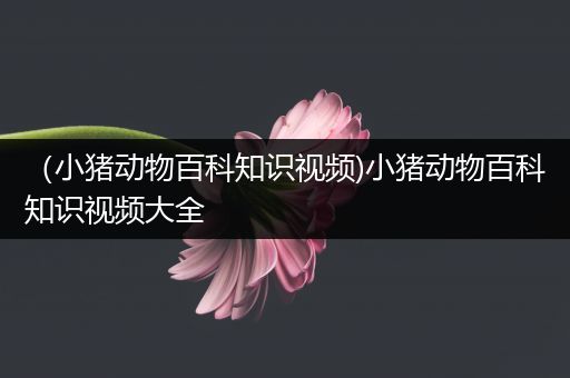 （小猪动物百科知识视频)小猪动物百科知识视频大全