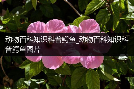 动物百科知识科普鳄鱼_动物百科知识科普鳄鱼图片