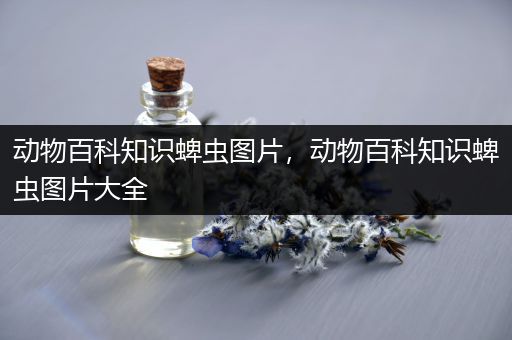 动物百科知识蜱虫图片，动物百科知识蜱虫图片大全