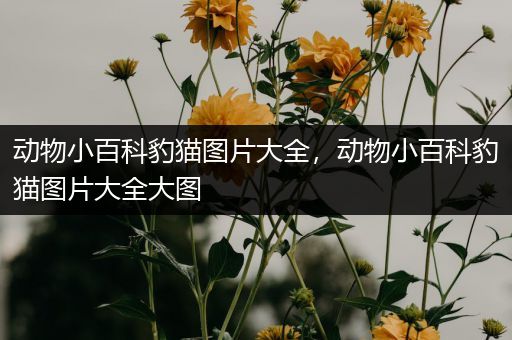 动物小百科豹猫图片大全，动物小百科豹猫图片大全大图