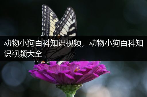 动物小狗百科知识视频，动物小狗百科知识视频大全