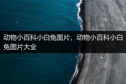 动物小百科小白兔图片，动物小百科小白兔图片大全