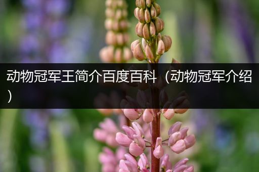 动物冠军王简介百度百科（动物冠军介绍）