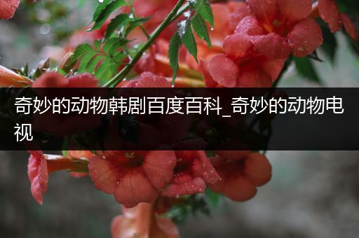 奇妙的动物韩剧百度百科_奇妙的动物电视