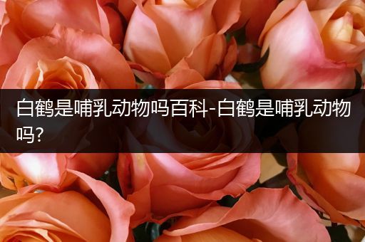 白鹤是哺乳动物吗百科-白鹤是哺乳动物吗?